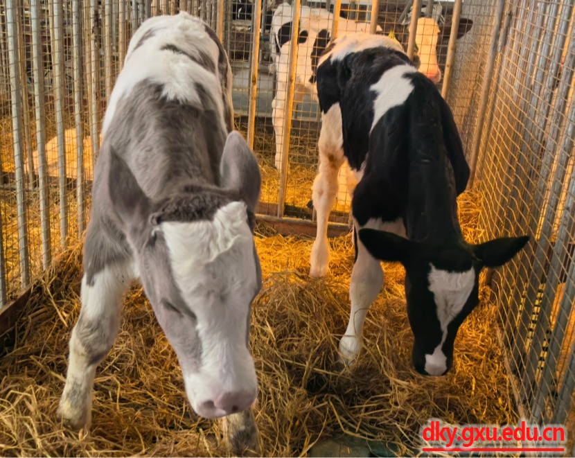 英国上市公司365