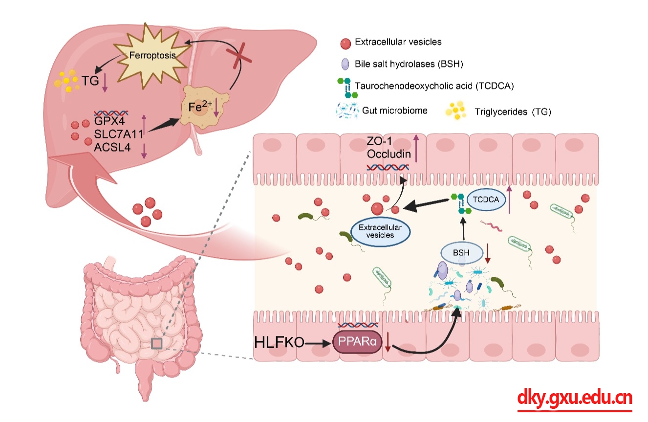 英国上市公司365